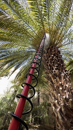 Jardinería Soriano   Poda en altura, desbroces, mantenimientos, diseños, riegos, plagas, tratamientos palmeras,, césped artificial  Jardineria Barcelona Jardineria en Barcelona Jardinero Barcelona  Jardinero en Barcelona Poda en altura en Barcelona